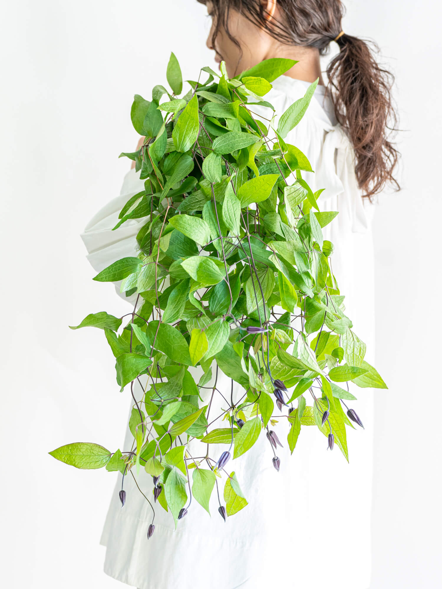 クレマチス（テッセン）の花材｜花の仕入れを簡単に。花材の卸通販