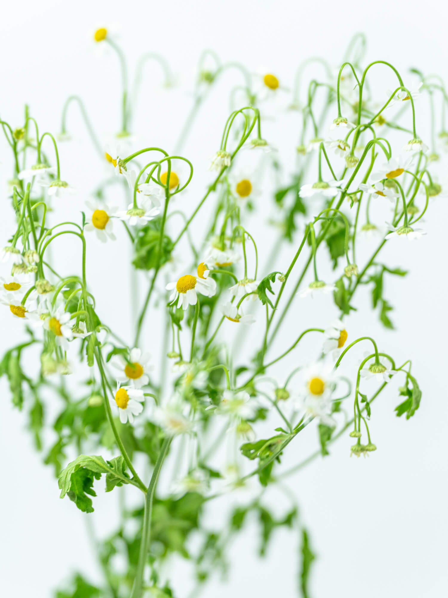 マトリカリア（白）おまかせ品種｜花の仕入れを簡単に。花材の卸通販