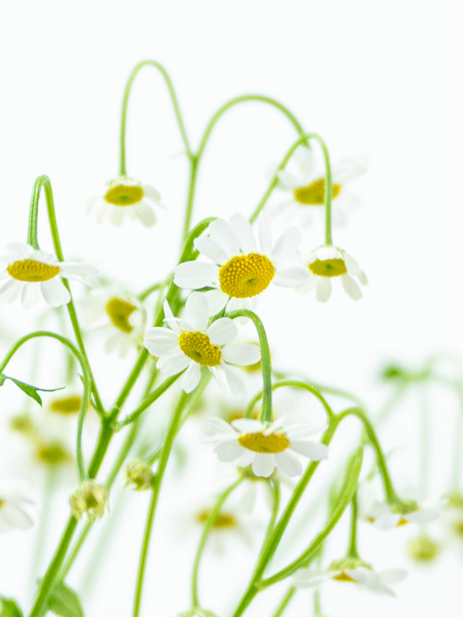 マトリカリア（白）おまかせ品種｜花の仕入れを簡単に。花材の卸通販