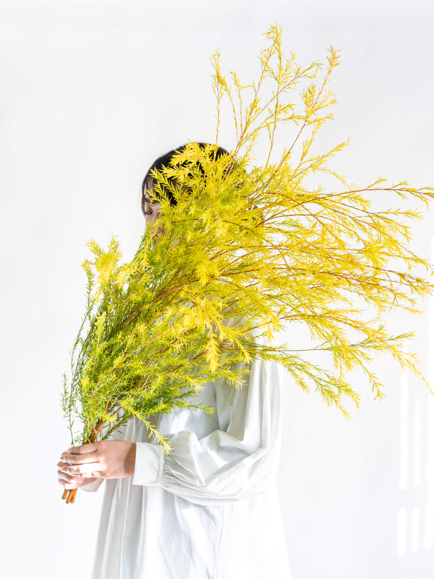 タイムセール】メラリューカ（黄色）｜花の仕入れを簡単に。花材の卸