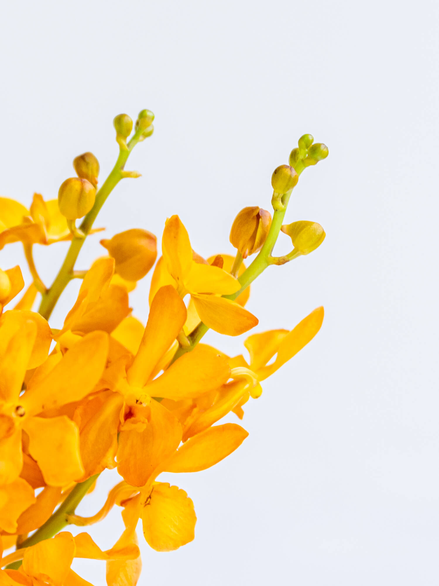 モカラ（オレンジ）おまかせ品種｜花の仕入れを簡単に。花材の卸通販
