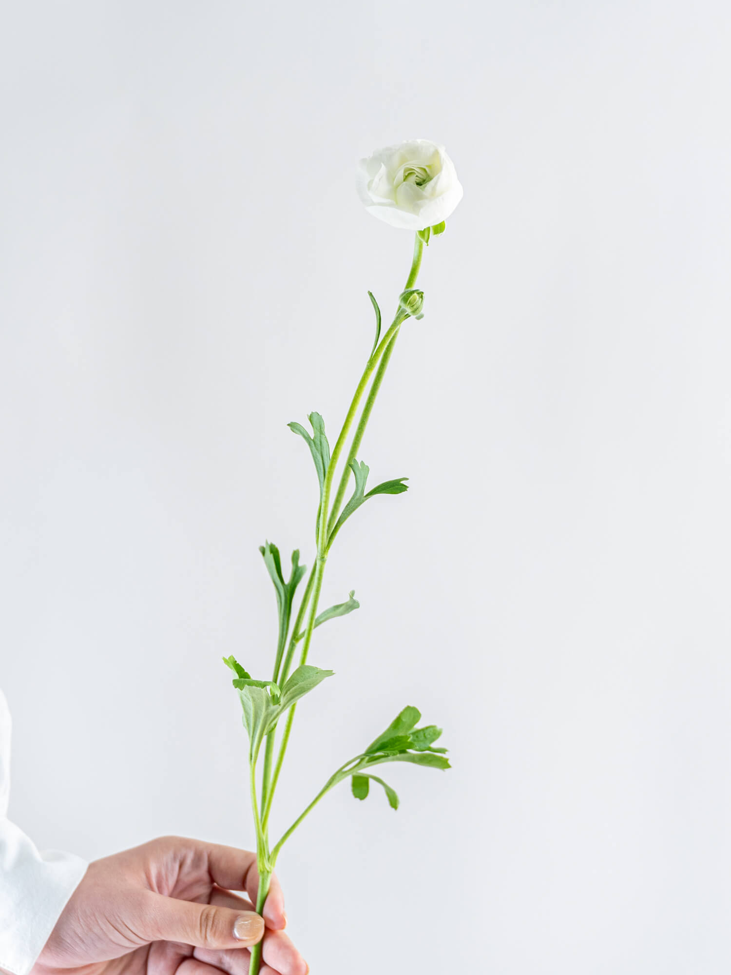 ラナンキュラス（白）おまかせ品種｜花の仕入れを簡単に。花材の卸通販
