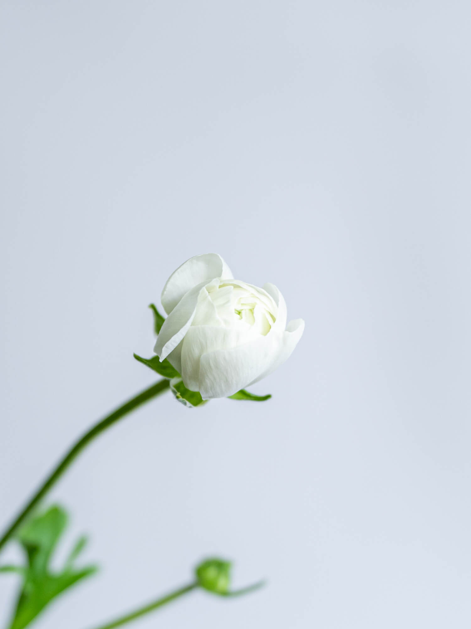 ラナンキュラス（白）おまかせ品種｜花の仕入れを簡単に。花材の卸通販