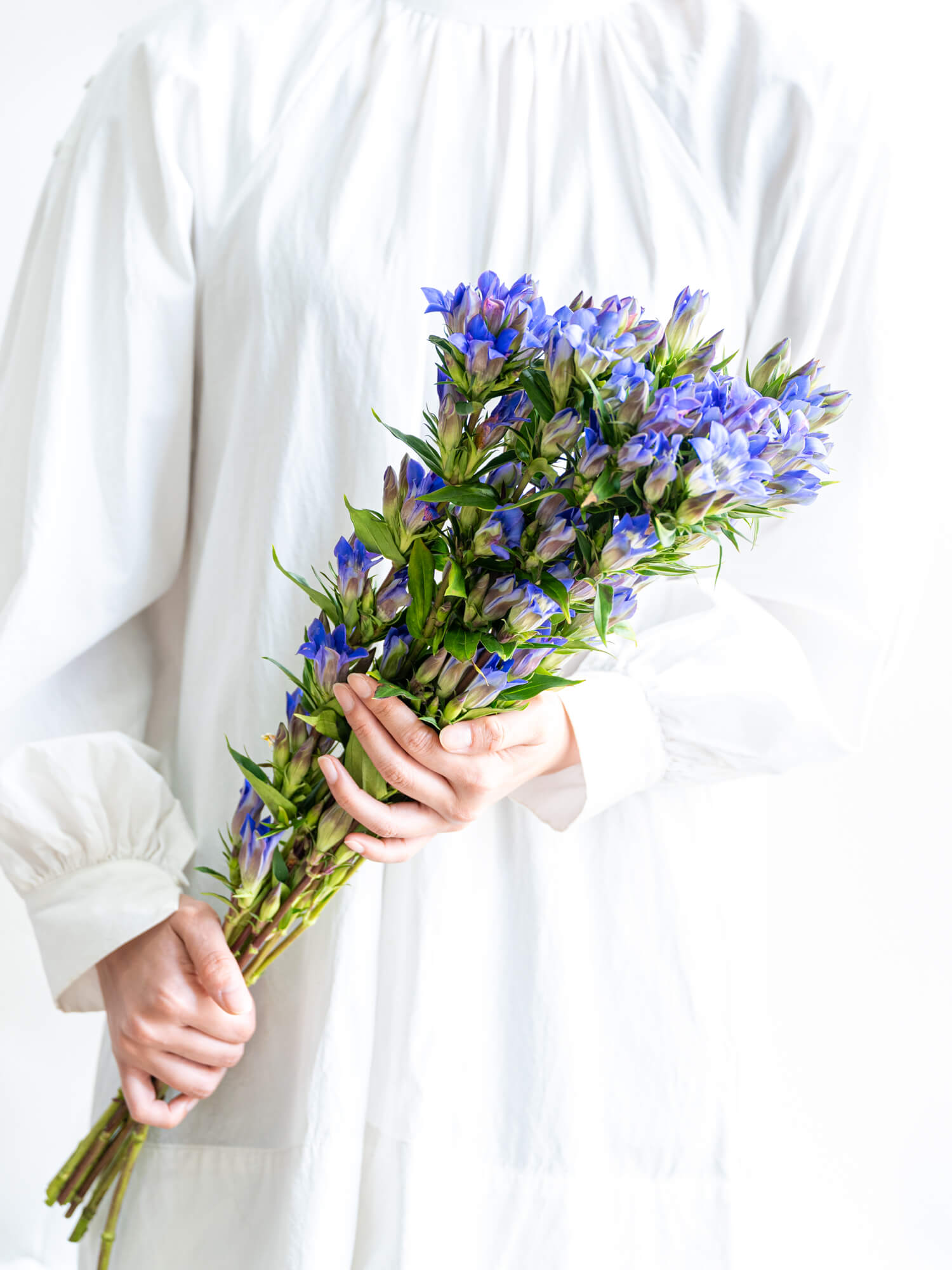 リンドウ （青）笹｜花の仕入れを簡単に。花材の卸通販｜ハナイチ