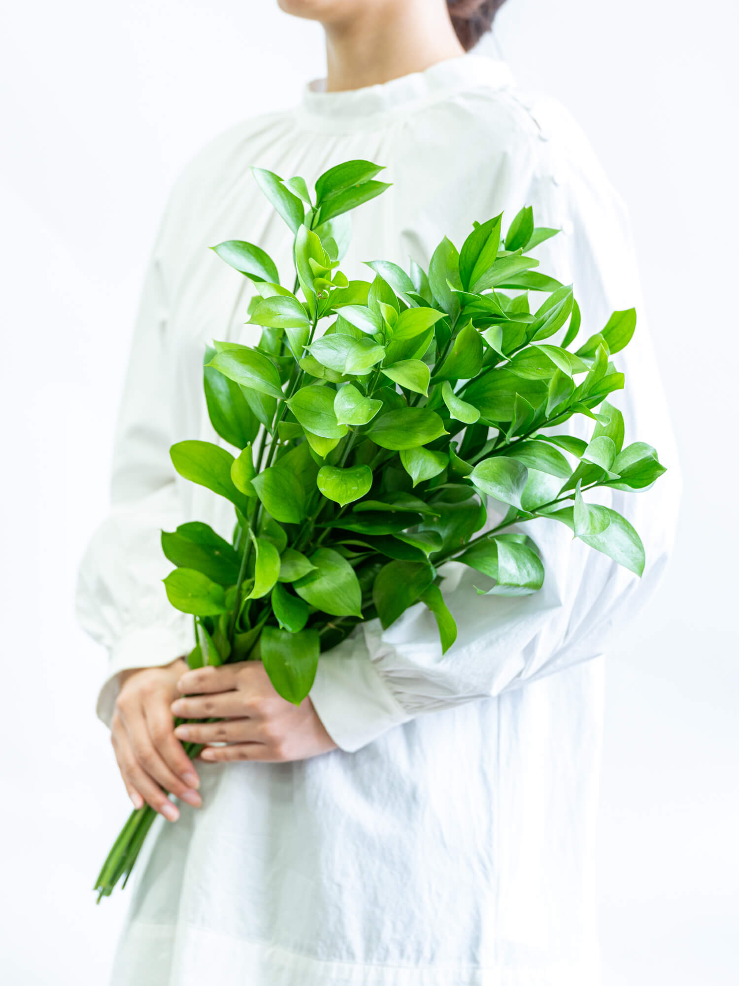 【専用です】丸葉ルスカス　株分け苗1株(抜き苗) 専用です】丸葉ルスカス 株分け苗1株(抜き苗) 2025年最新