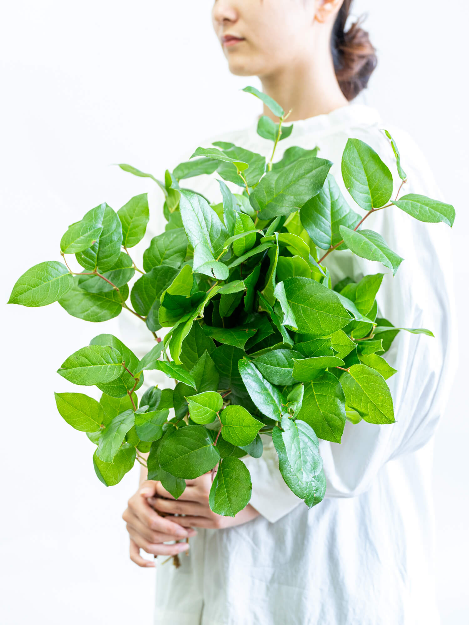 レモンリーフ（緑）おまかせ品種｜花の仕入れを簡単に。花材の卸通販