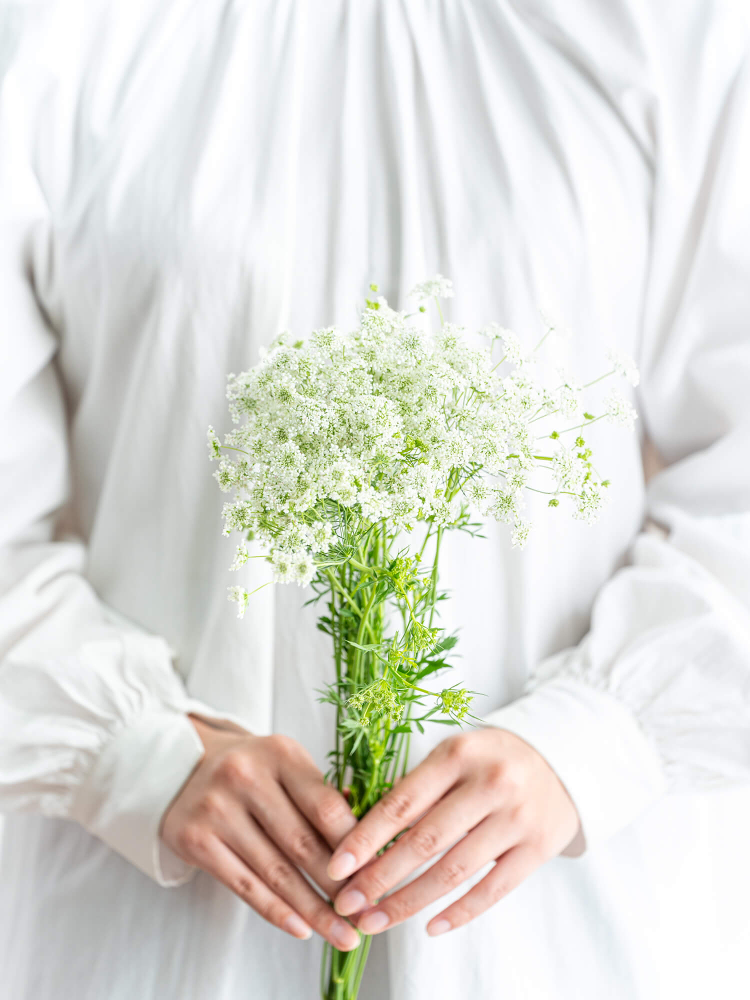 レースフラワー （白） おまかせ品種｜ハナイチ｜花と植物、資材