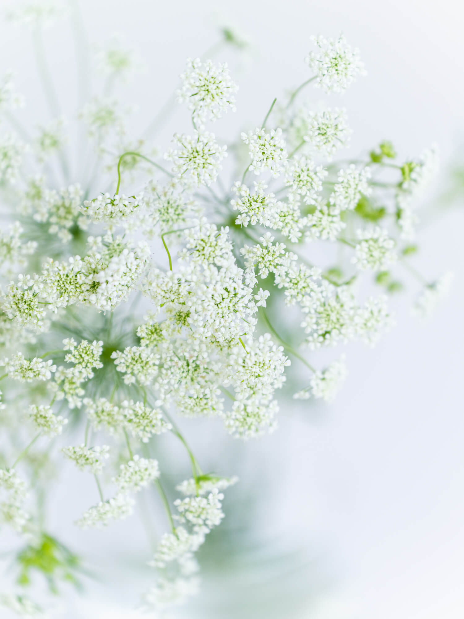 レースフラワー （白） おまかせ品種｜ハナイチ｜花と植物、資材の