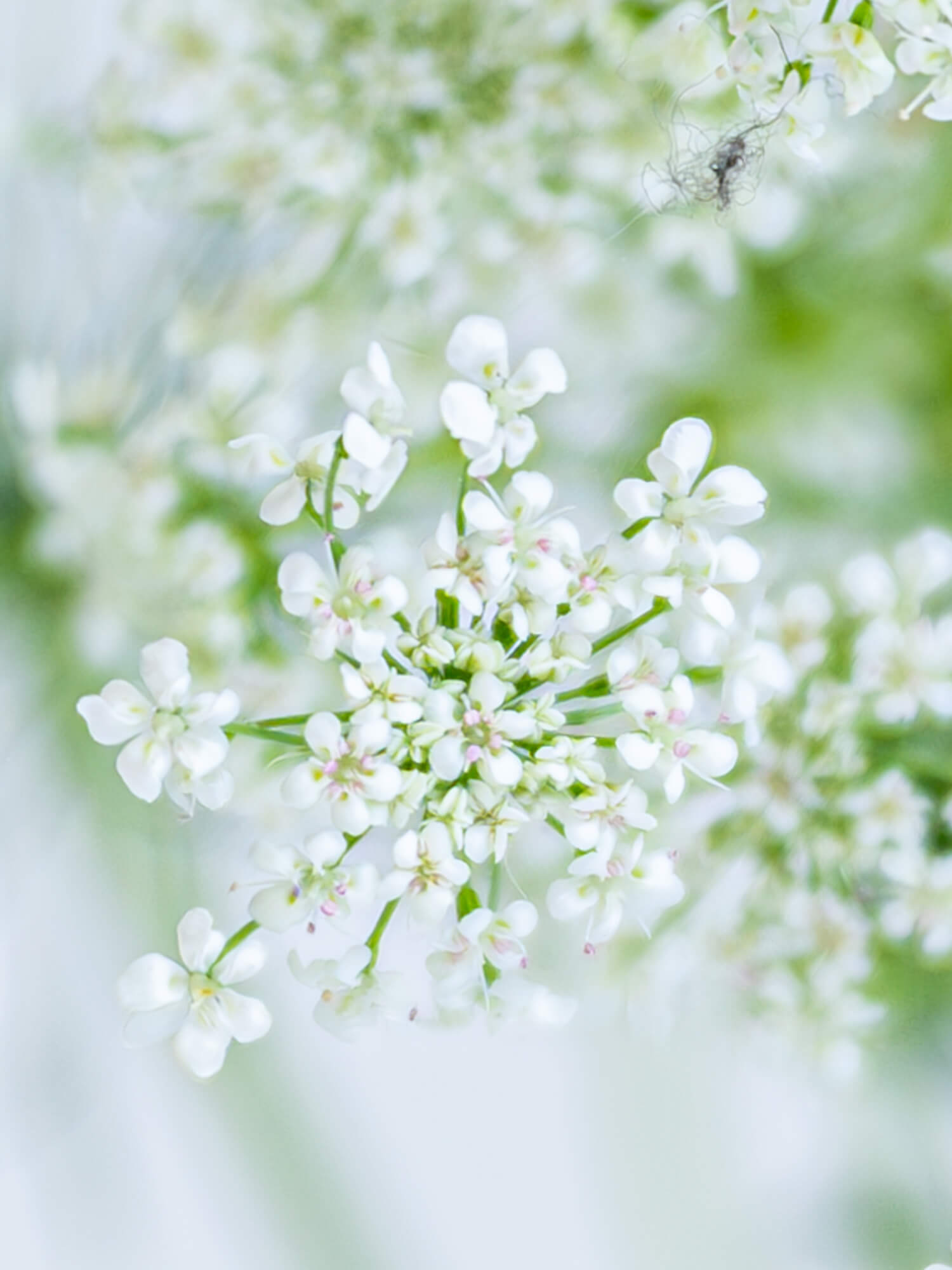 レースフラワー （白） おまかせ品種｜ハナイチ｜花と植物、資材の