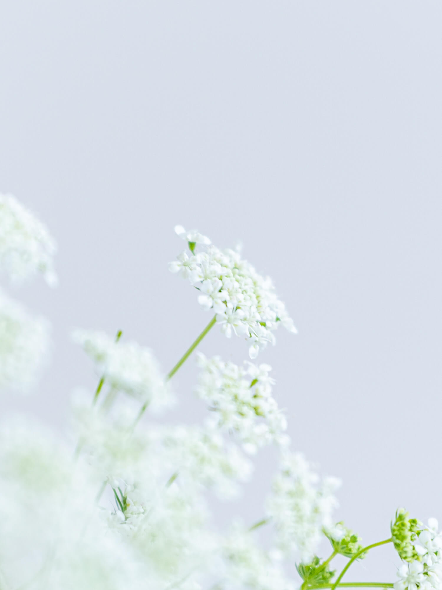 レースフラワー （白） おまかせ品種｜ハナイチ｜花と植物、資材の