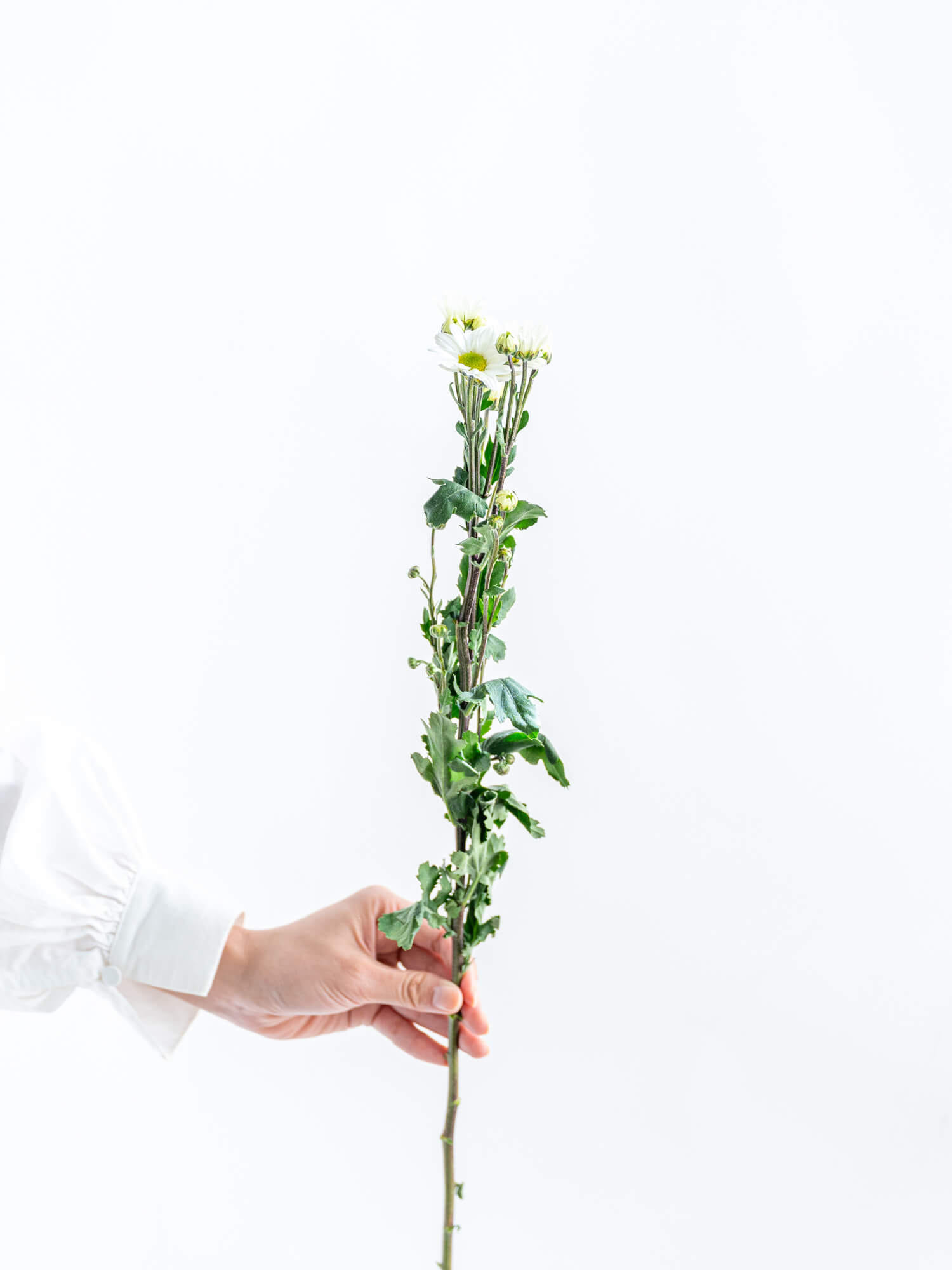 SPキク（白）おまかせ品種｜花の仕入れを簡単に。花材の卸通販｜ハナイチ