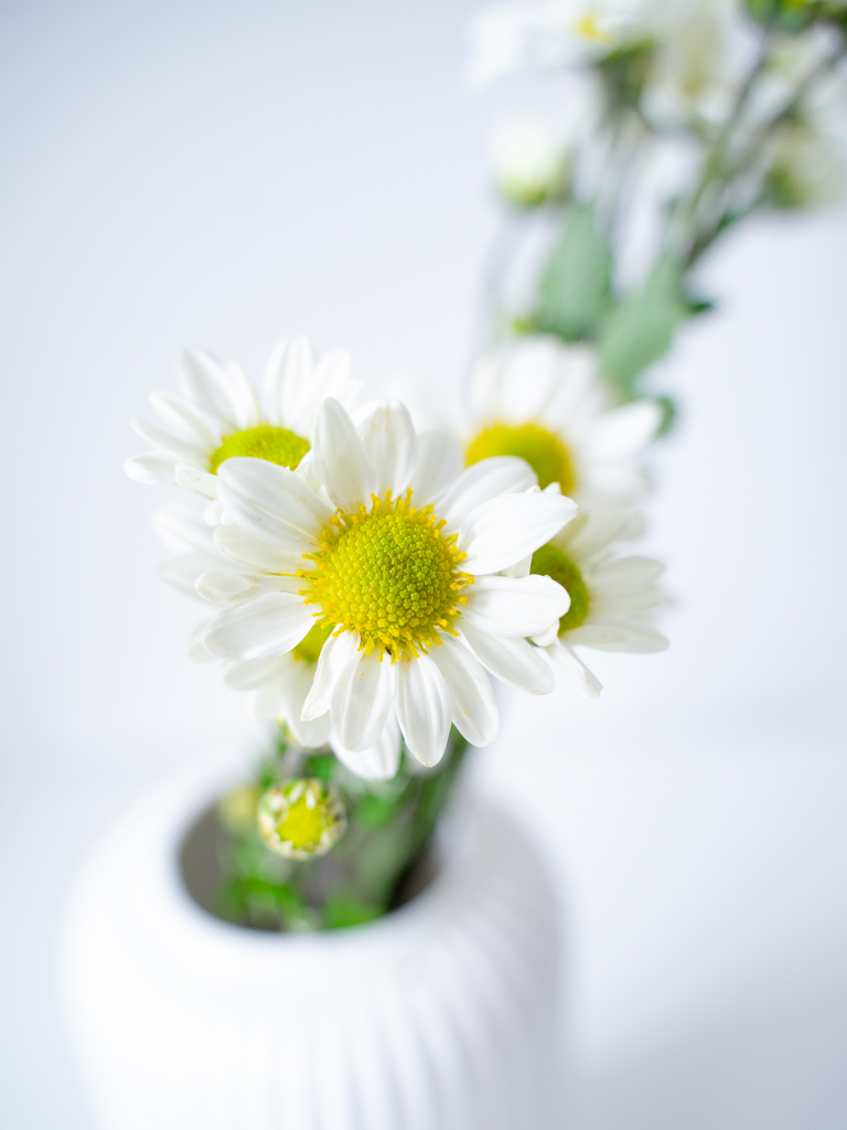 SPキク（白）おまかせ品種｜花の仕入れを簡単に。花材の卸通販｜ハナイチ