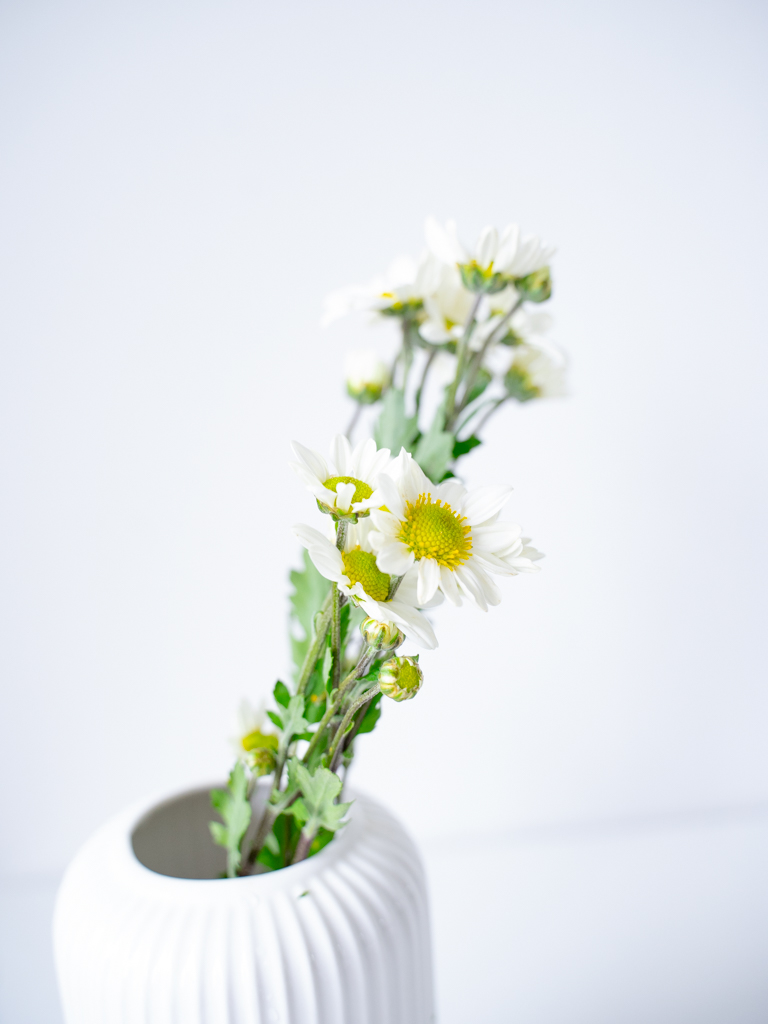 SPキク（白）おまかせ品種｜花の仕入れを簡単に。花材の卸通販｜ハナイチ