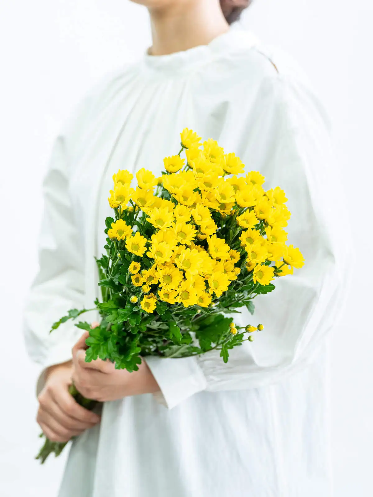 SPキク（黄）おまかせ品種｜花の仕入れを簡単に。花材の卸通販｜ハナイチ