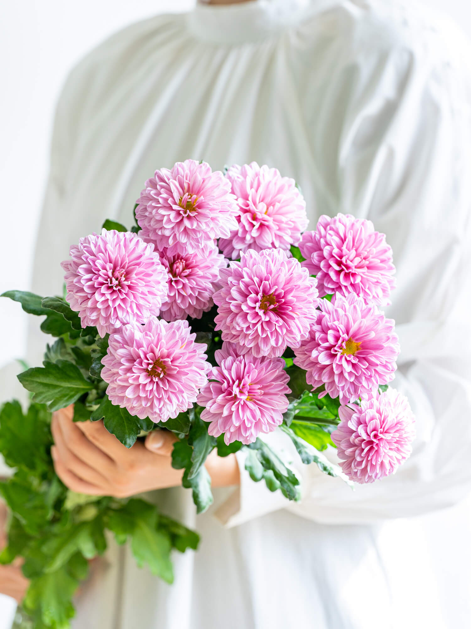 洋ギク （ピンク） おまかせ品種｜ハナイチ｜花と植物、資材の仕入れサイト