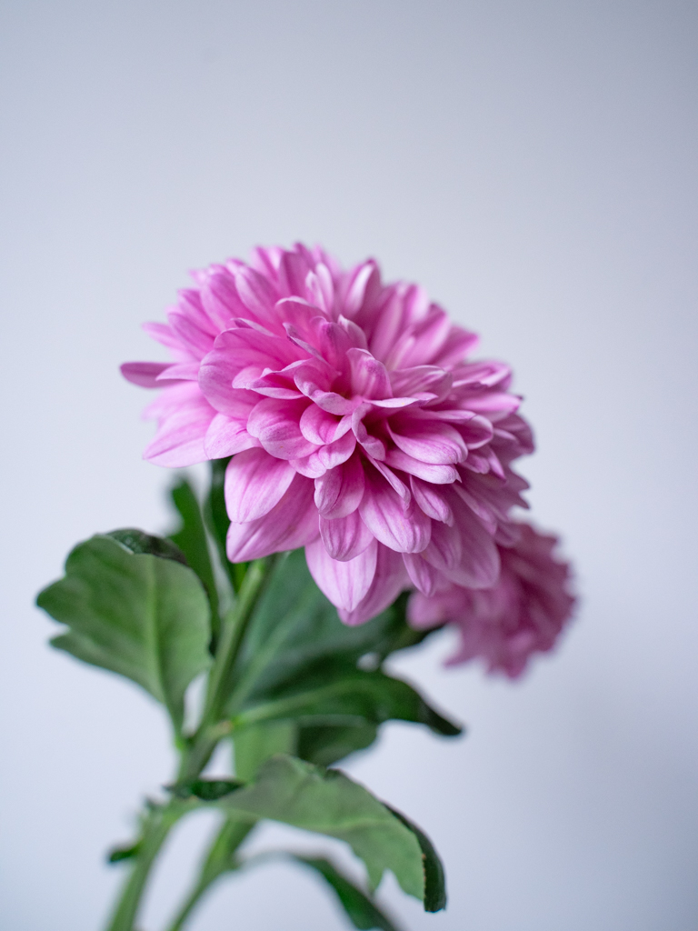 洋ギク（ピンク）おまかせ品種｜花の仕入れを簡単に。花材の卸通販