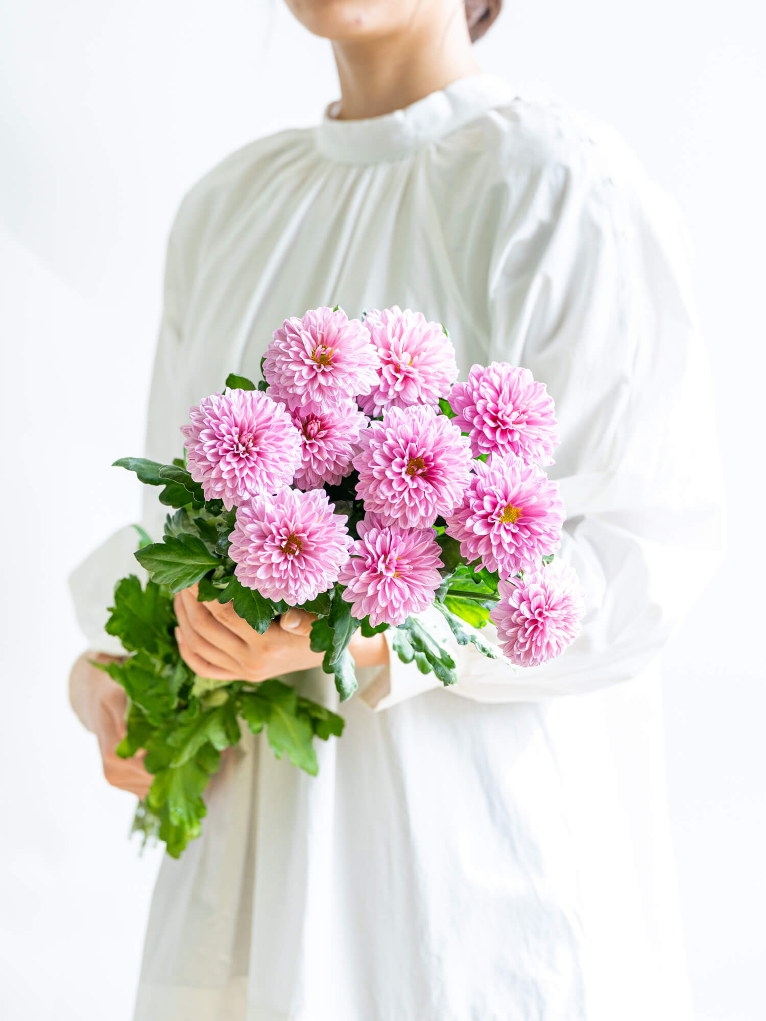 洋ギク （ピンク） おまかせ品種｜ハナイチ｜花と植物、資材の仕入れサイト