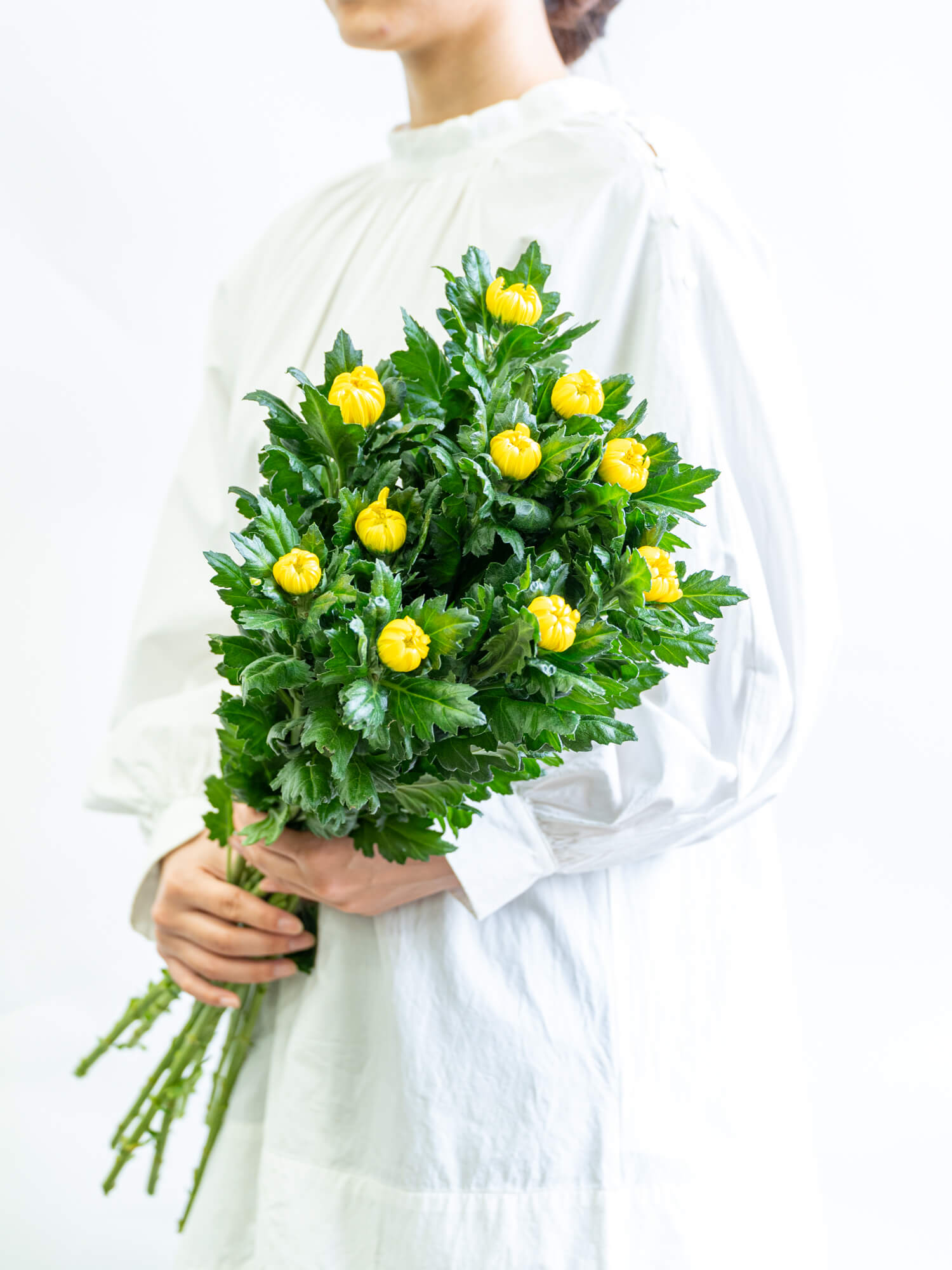 輪菊（黄）おまかせ品種｜花の仕入れを簡単に。花材の卸通販｜ハナイチ