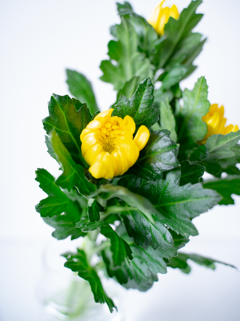 輪菊（黄）おまかせ品種｜花の仕入れを簡単に。花材の卸通販｜ハナイチ