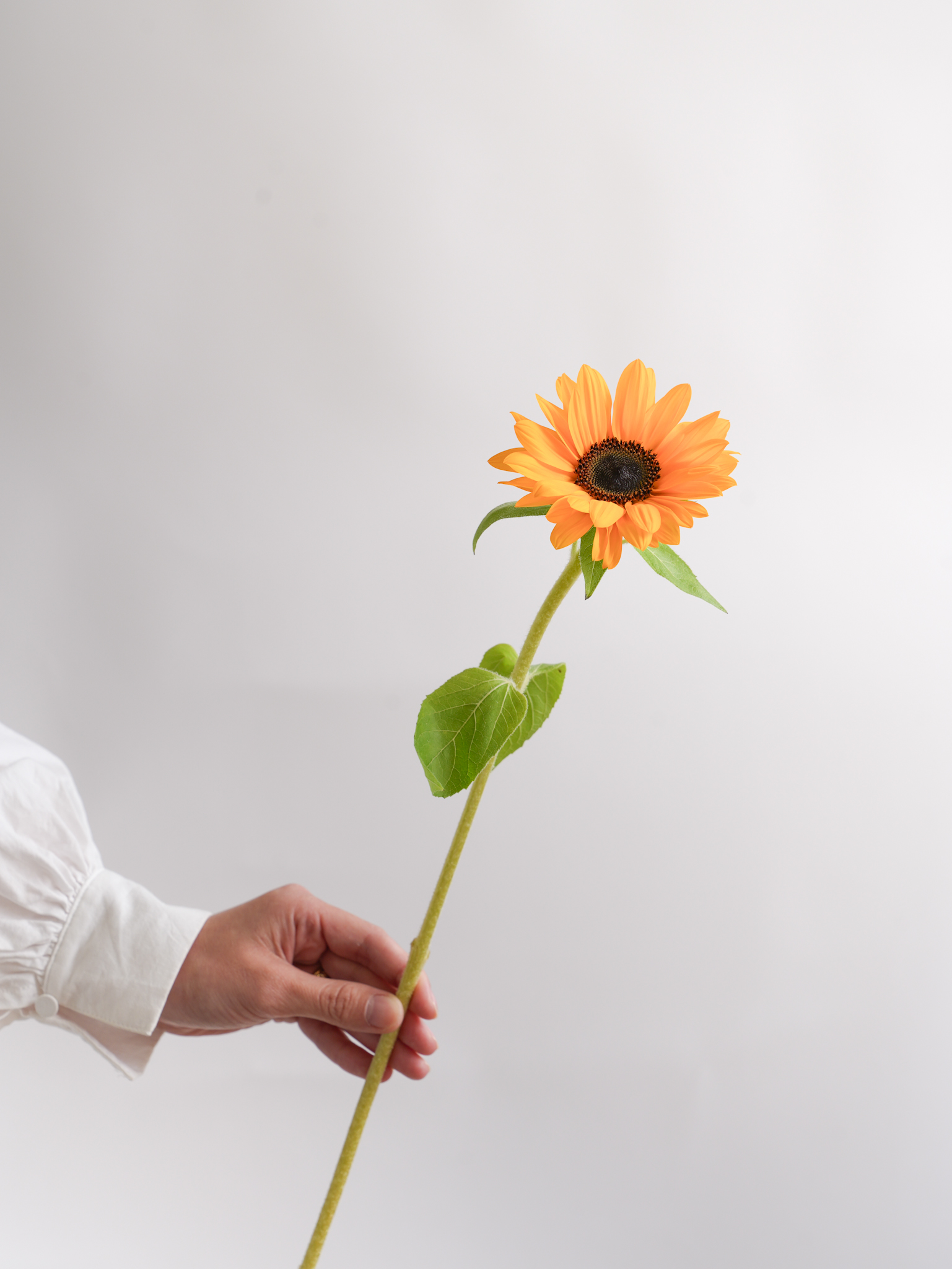 ひまわりページ ひまわり・コレクション| 種・苗・ガーデニング用品の【タキイ