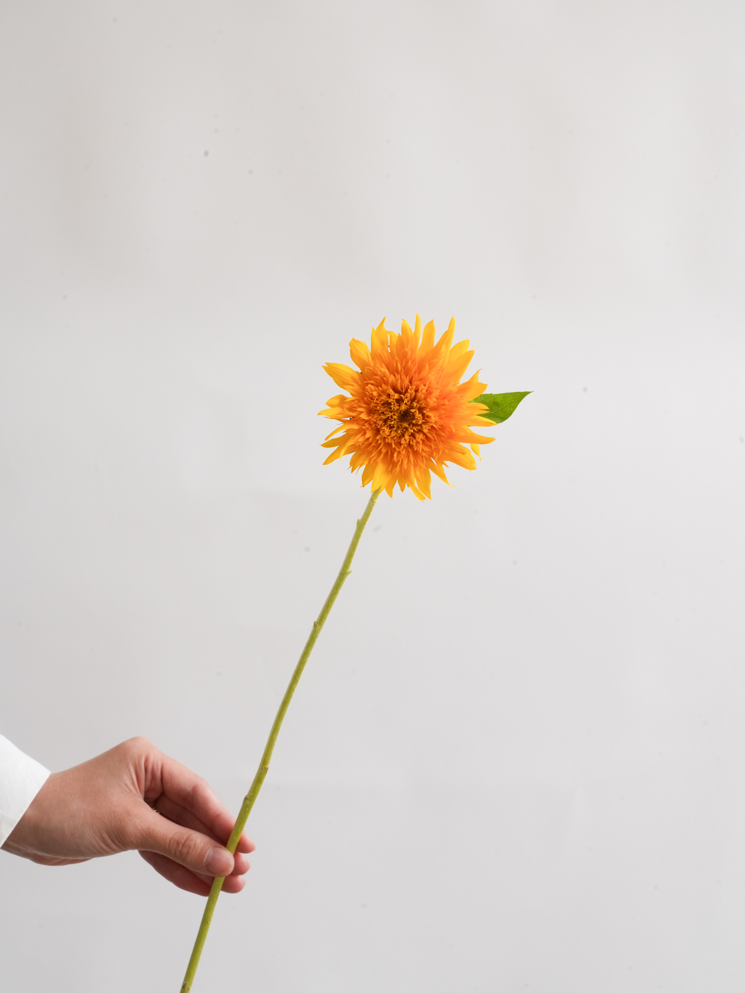 ひまわり（オレンジ）マヤダブル｜ハナイチ｜花と植物、資材の仕入れサイト