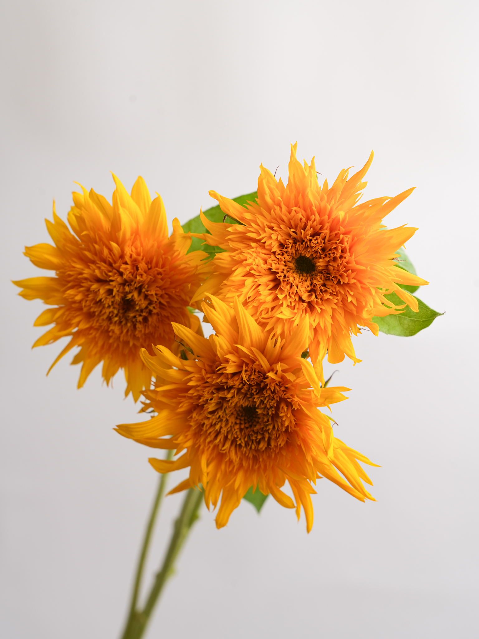 ひまわり（オレンジ）マヤダブル｜ハナイチ｜花と植物、資材の仕入れサイト