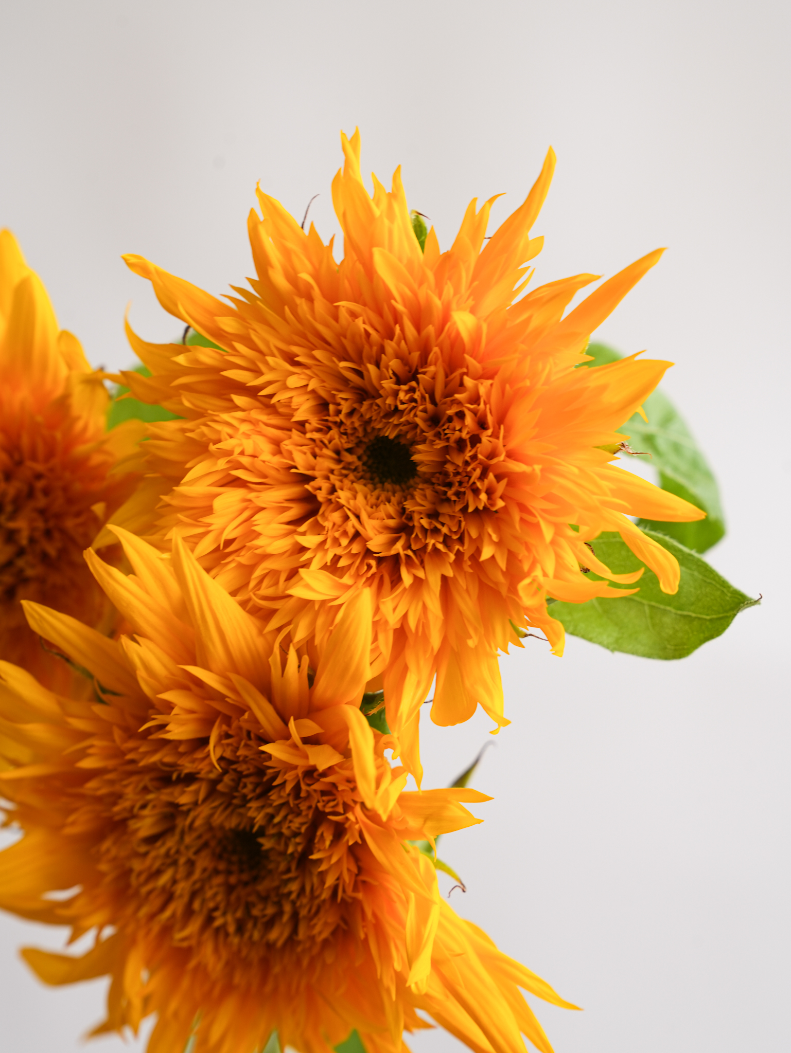 ひまわり（オレンジ）マヤダブル｜ハナイチ｜花と植物、資材の仕入れサイト