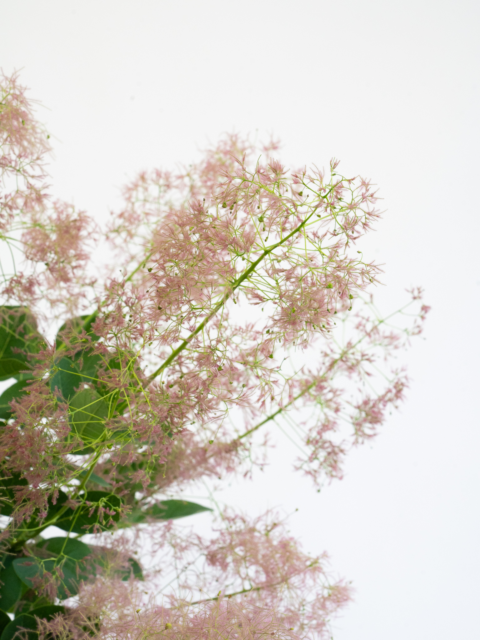 スモークツリー(サチ) スモークツリー（その他）スモークツリー P｜ハナイチ｜花と植物