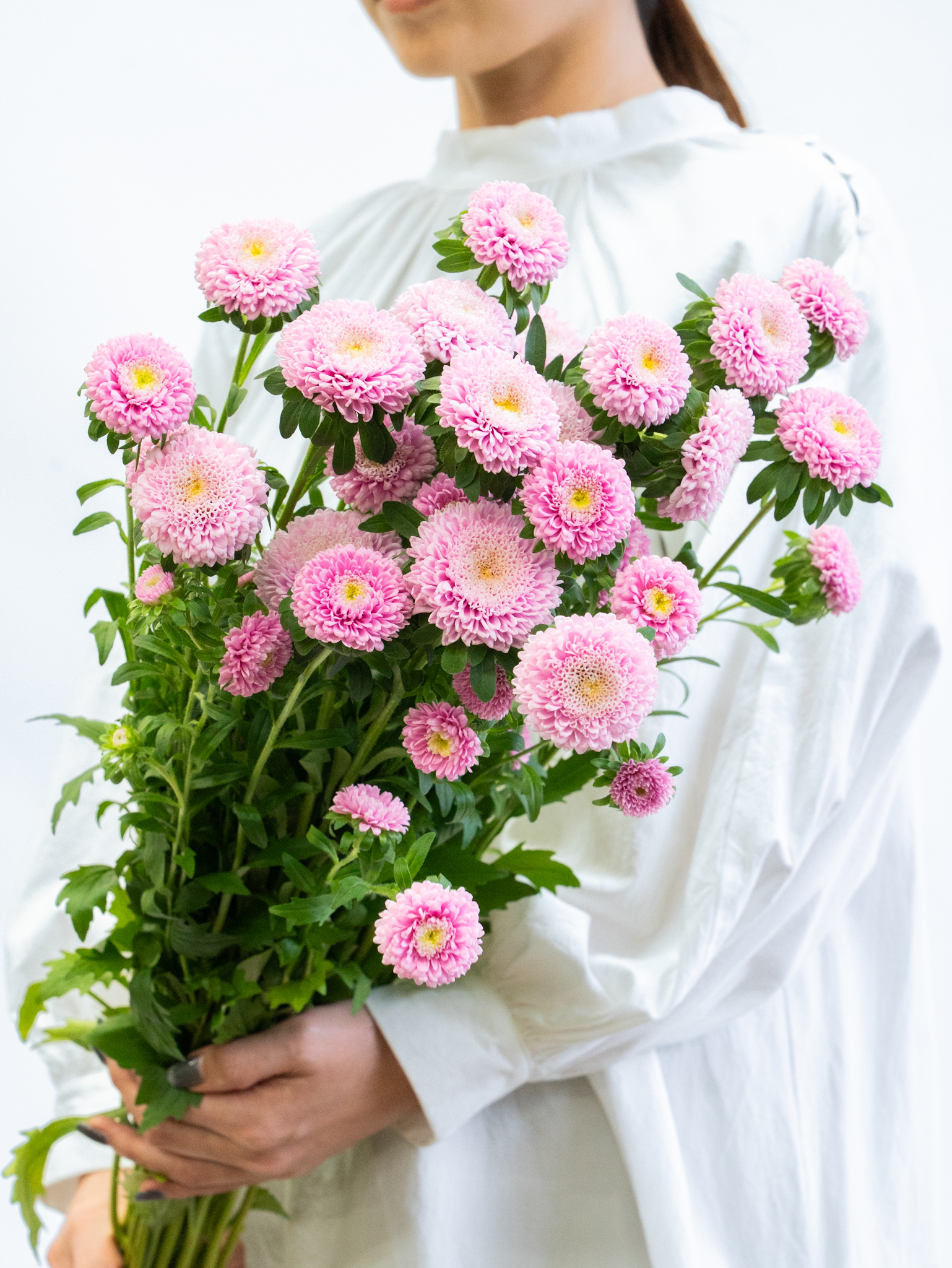 アスター（ピンク）マカロンピンク｜ハナイチ｜花と植物、資材の仕入れ