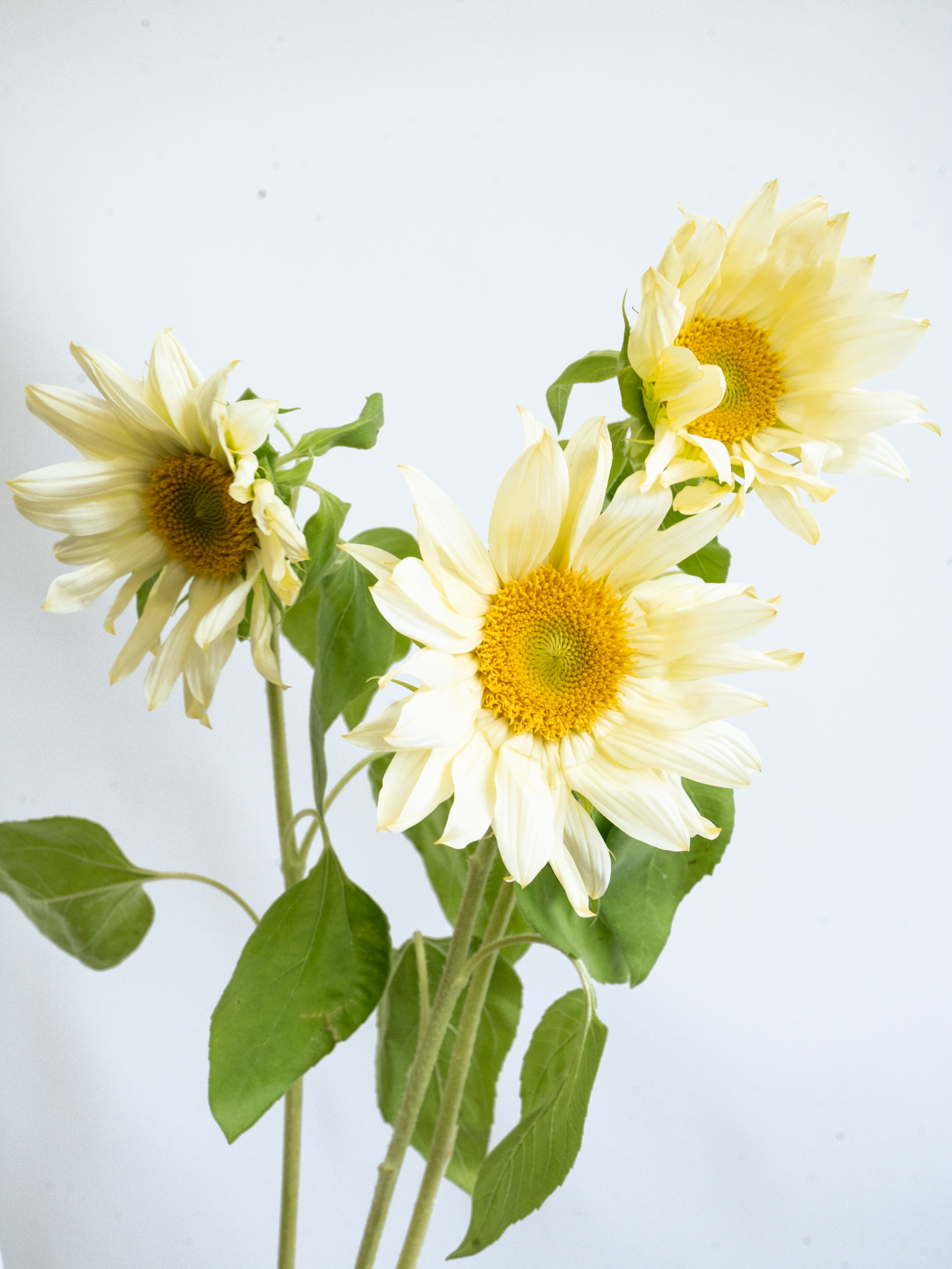 ひまわりになります 生花】ひまわり ホワイトナイト【クリーム/60cm/千葉県