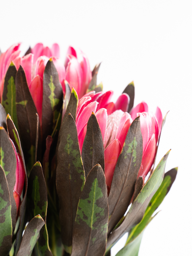 プロテア（赤）ブレンダ｜ハナイチ｜花と植物、資材の仕入れサイト