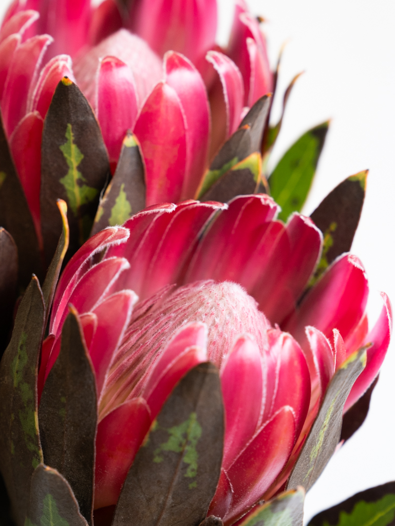 プロテア（赤）ブレンダ｜ハナイチ｜花と植物、資材の仕入れサイト