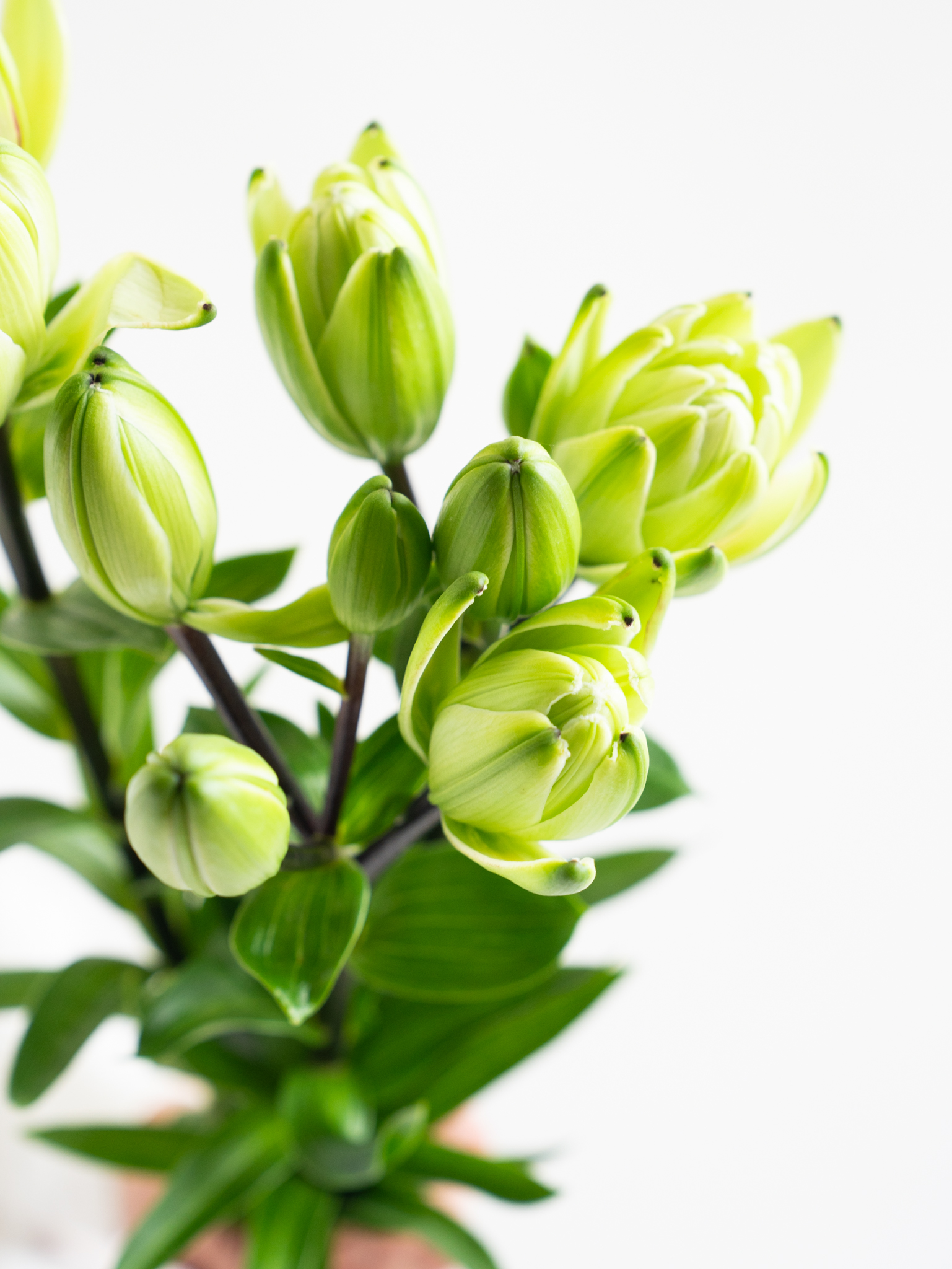 ①リリー さま専用です✨ オリエンタルリリー （白） ミステリードリーム｜ハナイチ｜花と植物