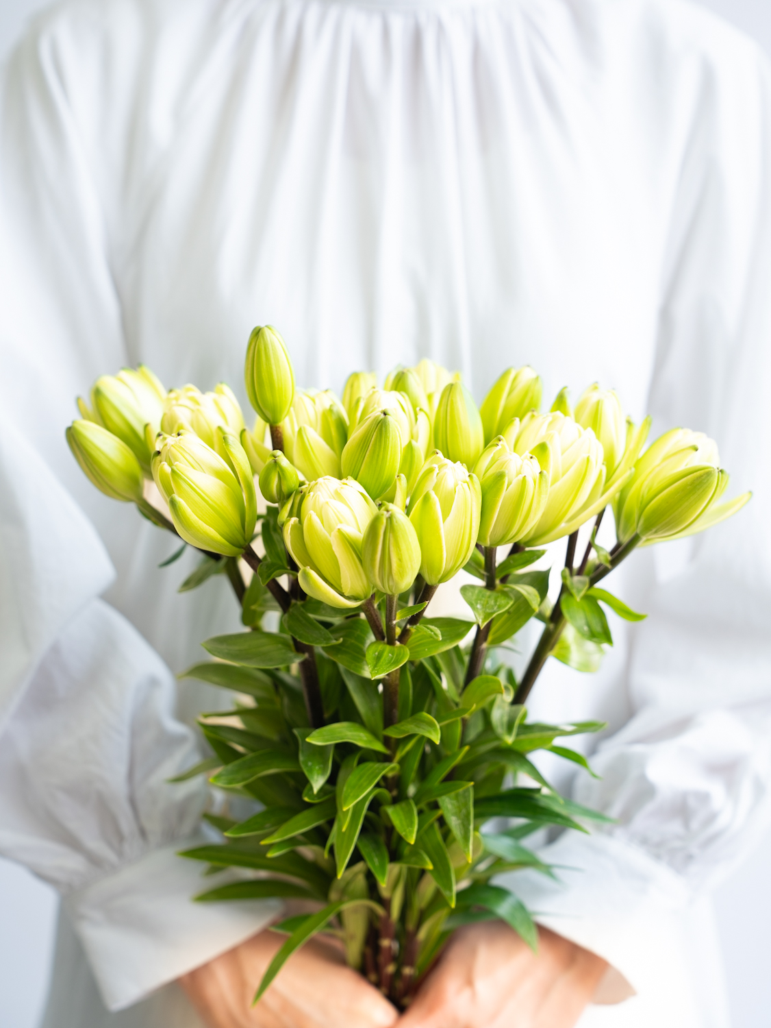 オリエンタルリリー （白） ミステリードリーム｜ハナイチ｜花と植物