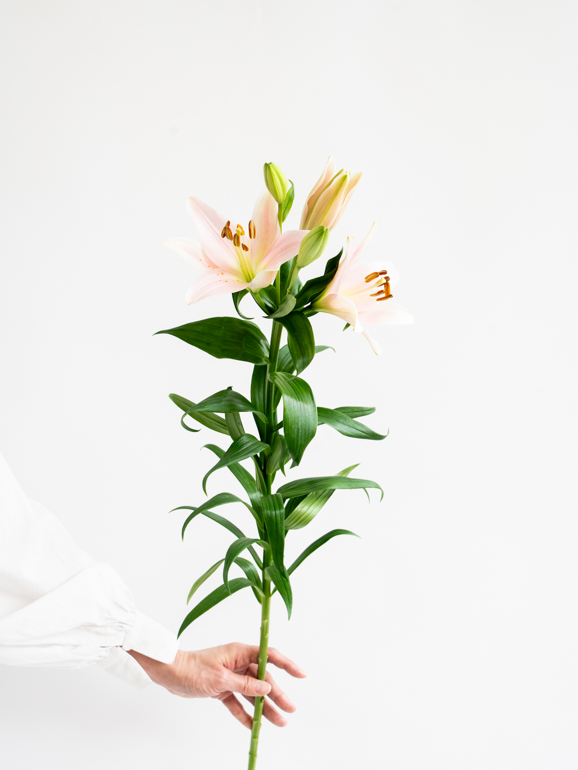 ユリ(Julyの花火！) アルルの女序曲　　淡いピンク ＪＵｋ Ｅ maxresdefault.jpg