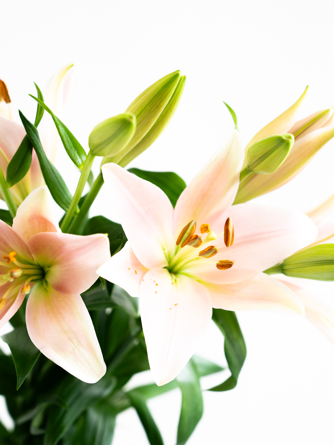 LAユリ （ピンク） ピガレ｜ハナイチ｜花と植物、資材の仕入れサイト