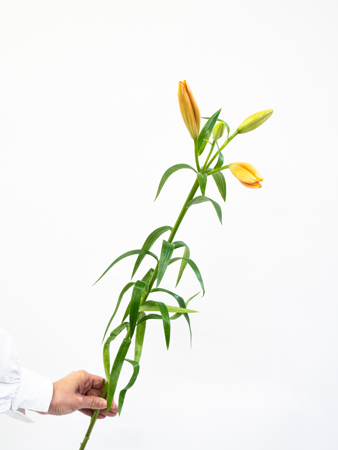 ユリ特集｜花の仕入れを簡単に。花材の卸通販｜ハナイチ