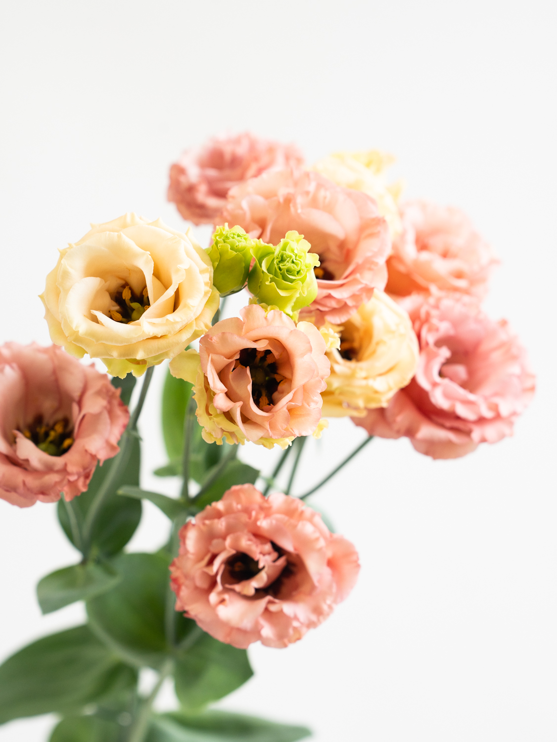 トルコキキョウ （複色） サブリナオレンジ｜花の仕入れを簡単に。花材