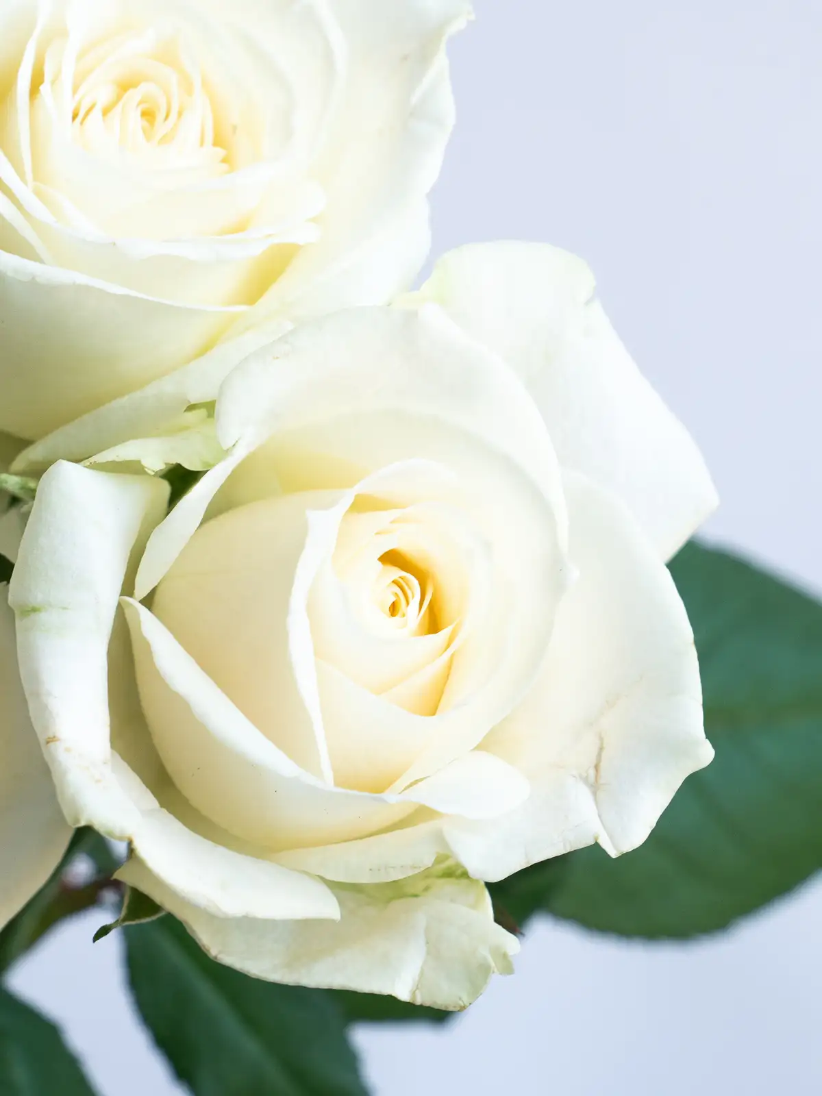 バラ （白） おまかせ品種｜ハナイチ｜花と植物、資材の仕入れサイト