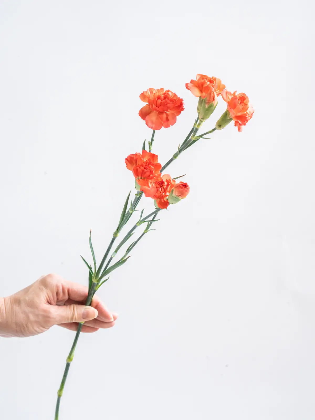 SPカーネーション（オレンジ）ウチュバ｜ハナイチ｜花と植物、資材の