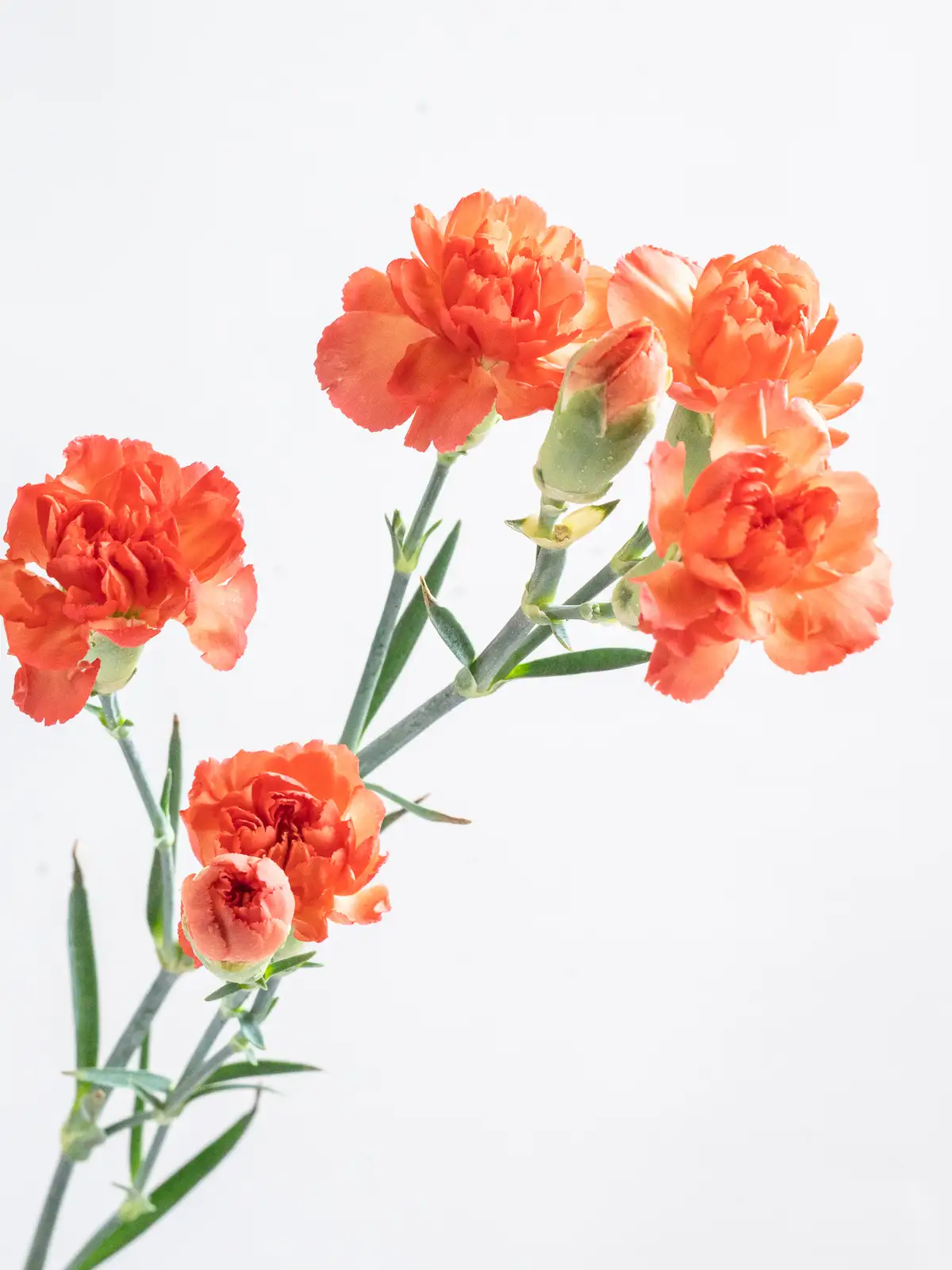 SPカーネーション（オレンジ）ウチュバ｜ハナイチ｜花と植物、資材の