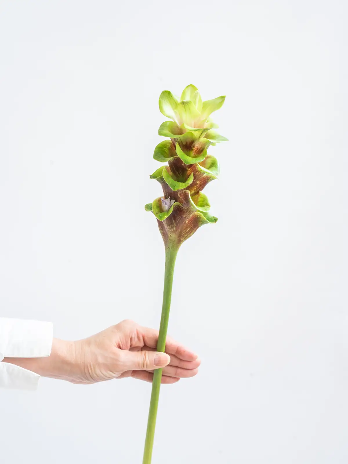 クルクマ（グリーン）ラブリーエメラルド｜ハナイチ｜花と植物、資材の