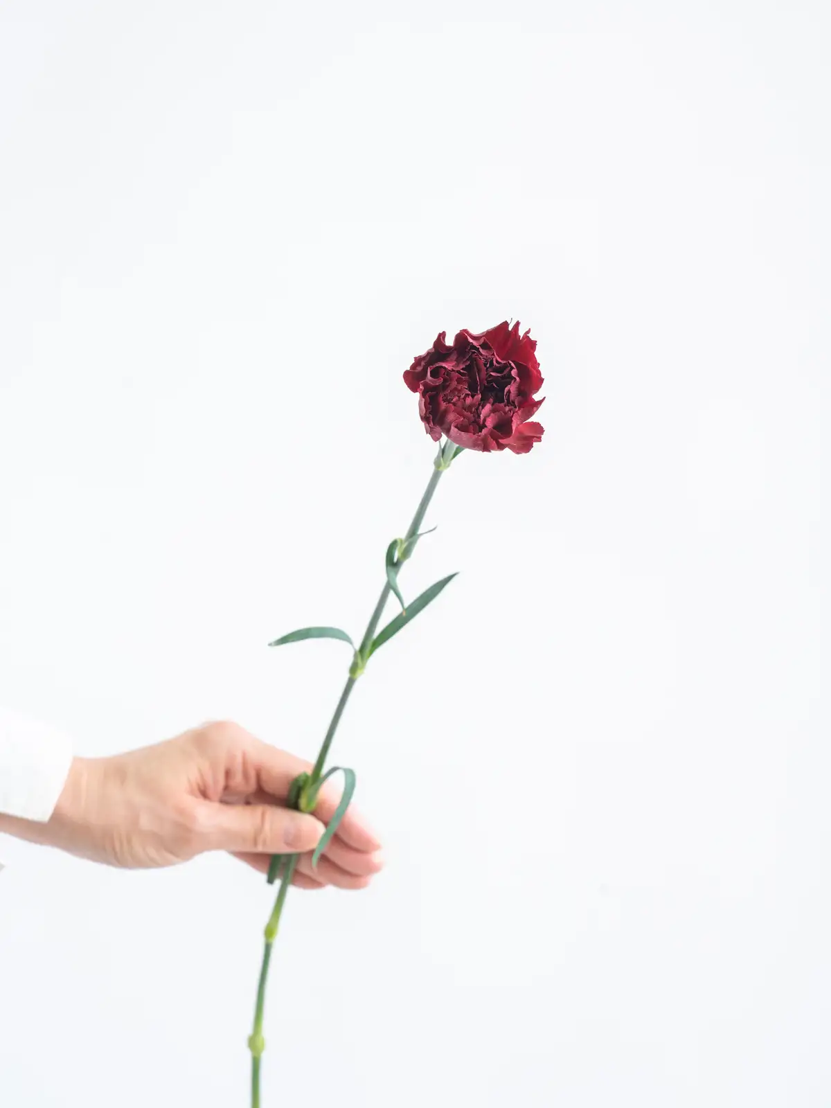 花材 マイクロカーネーション 8種類 花材 マイクロ