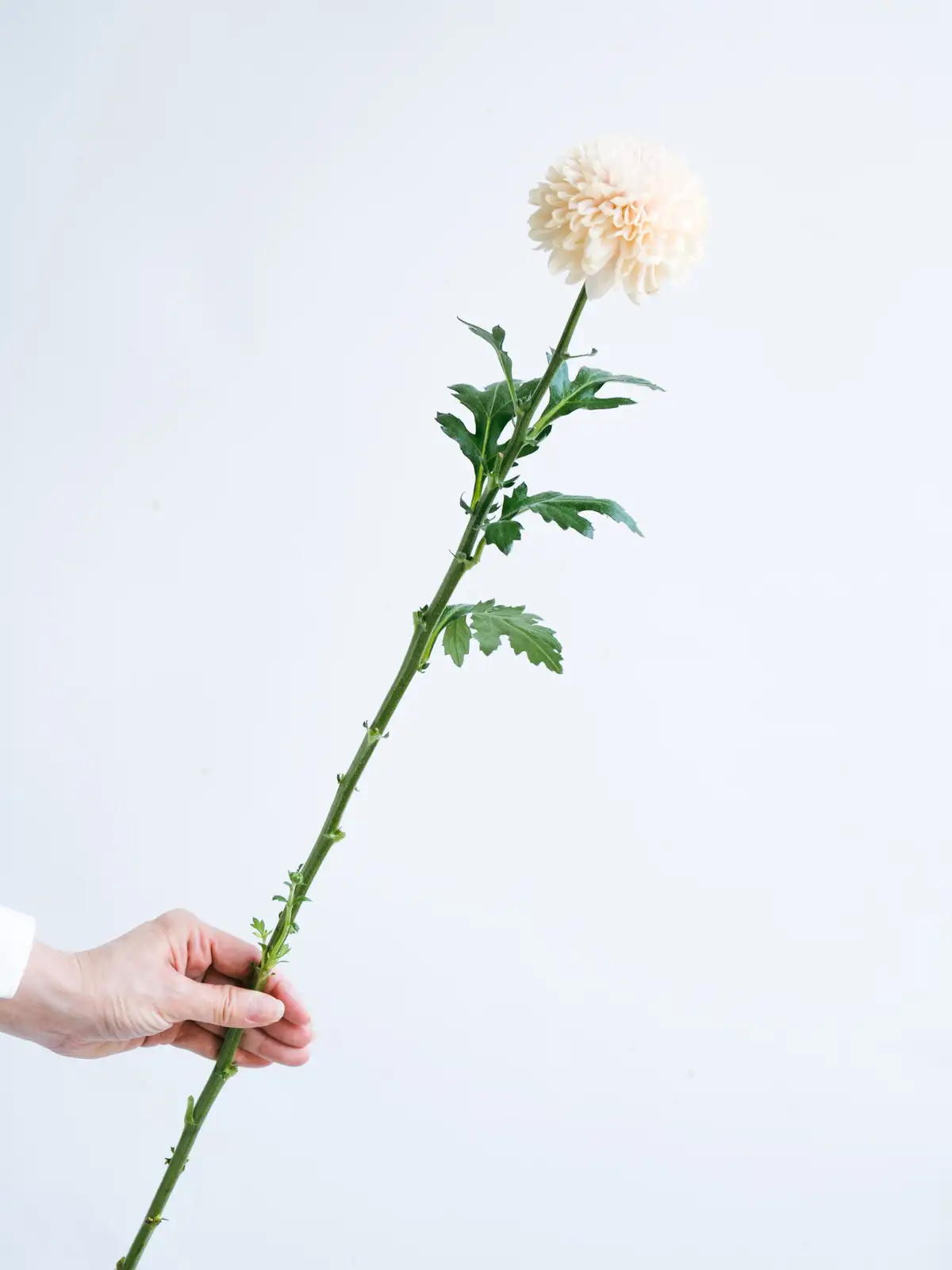 菊花石　7連　淡いピンク花 菊花石 7連 淡いピンク花