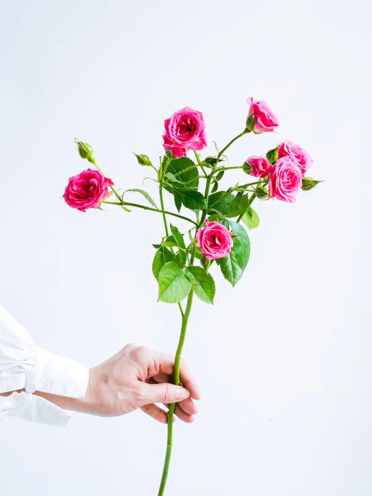 ラブ＆ベリー バラ売り 000000000930-07-l.jpg?t=