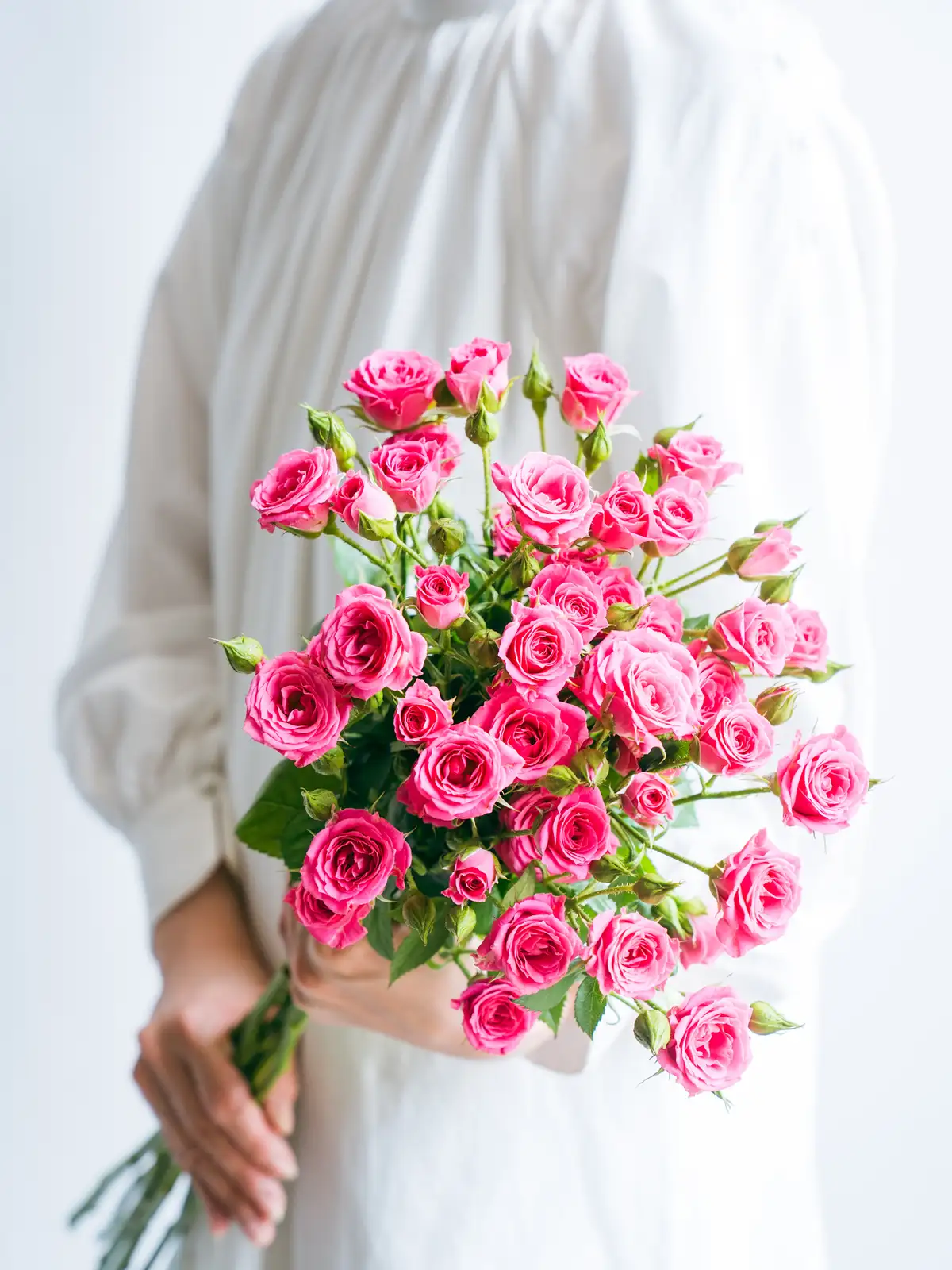 SPバラ（濃ピンク）ラブリーリディア｜ハナイチ｜花と植物、資材の