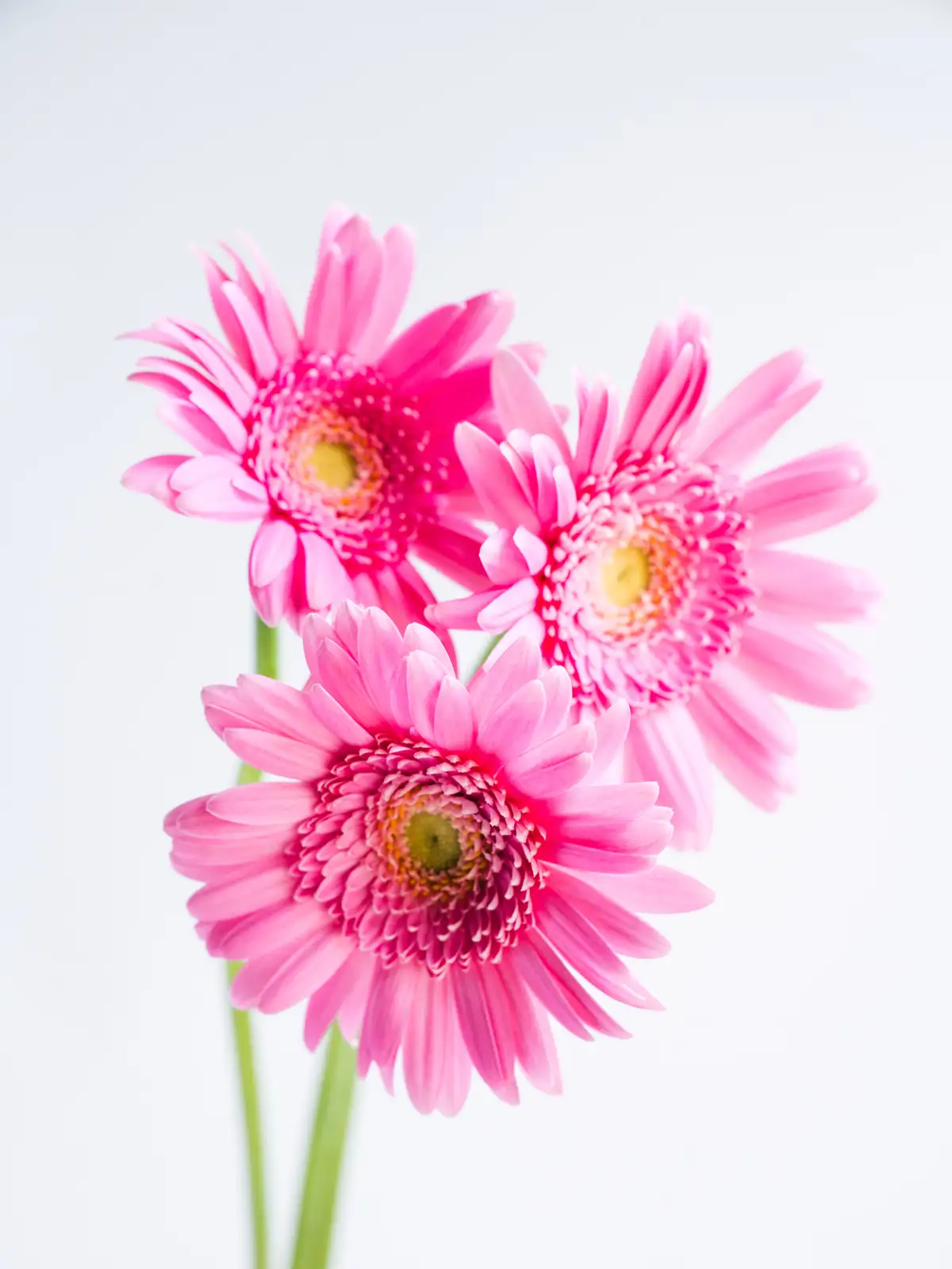 ガーベラ（ピンク）キムシー｜ハナイチ｜花と植物、資材の仕入れサイト