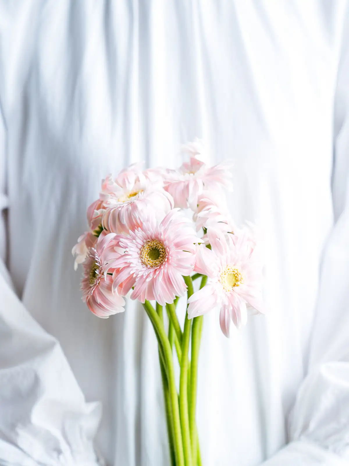 ガーベラ（ピンク）ミコットライトピンク｜ハナイチ｜花と植物、資材の