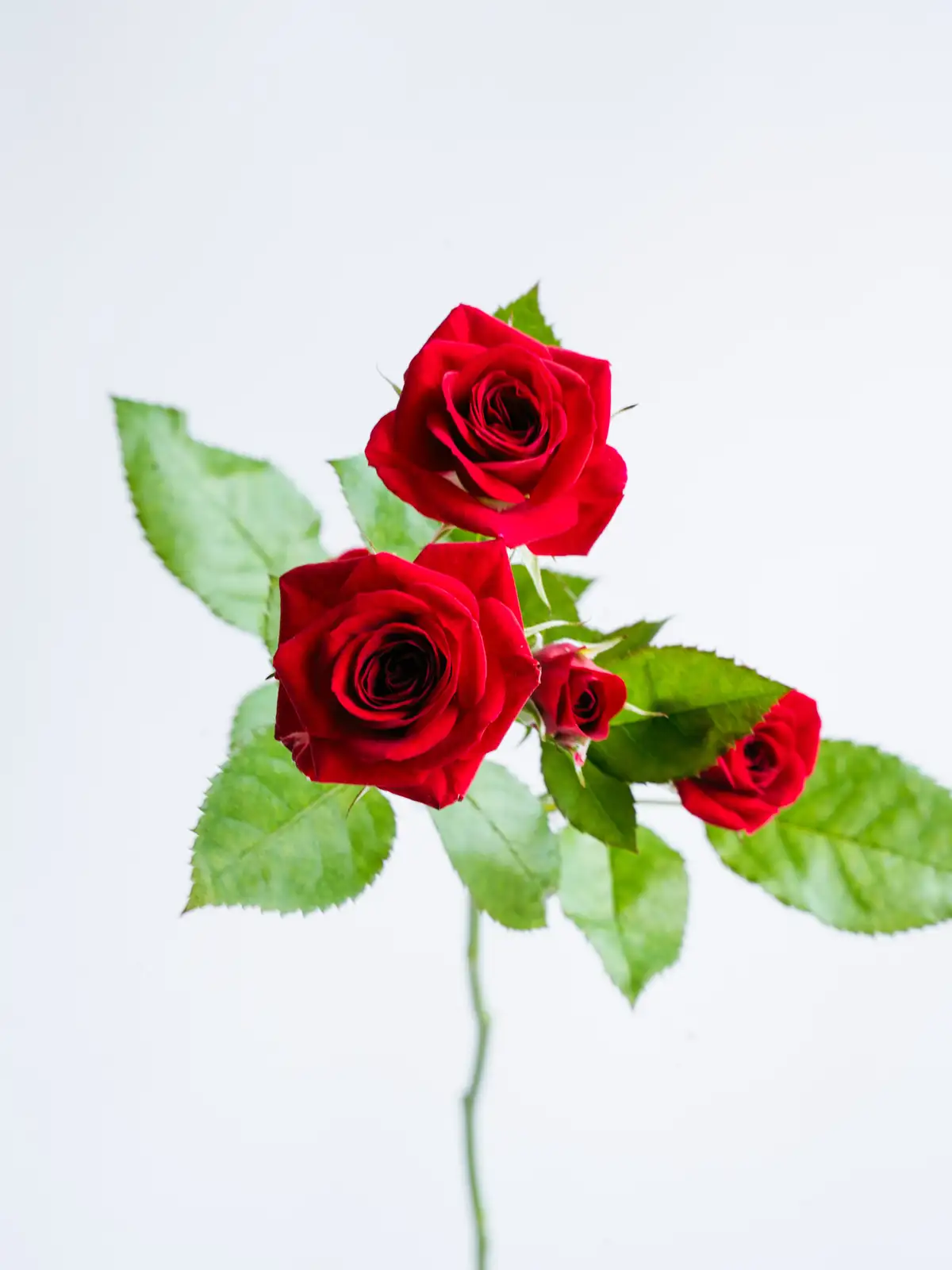 SPバラ（赤）おまかせ品種｜ハナイチ｜花と植物、資材の仕入れサイト