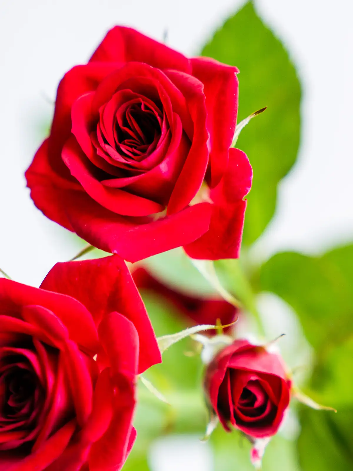 SPバラ（赤）おまかせ品種｜ハナイチ｜花と植物、資材の仕入れサイト